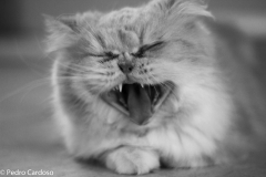 Cat Yawning